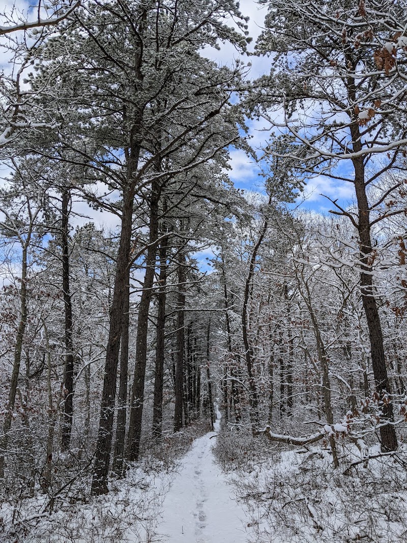 Rocky Point State Pine Barrens Preserve photo 5