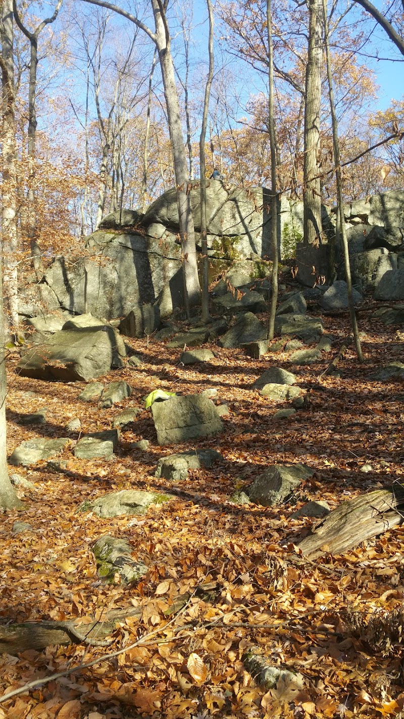 Roosevelt Forest photo 2