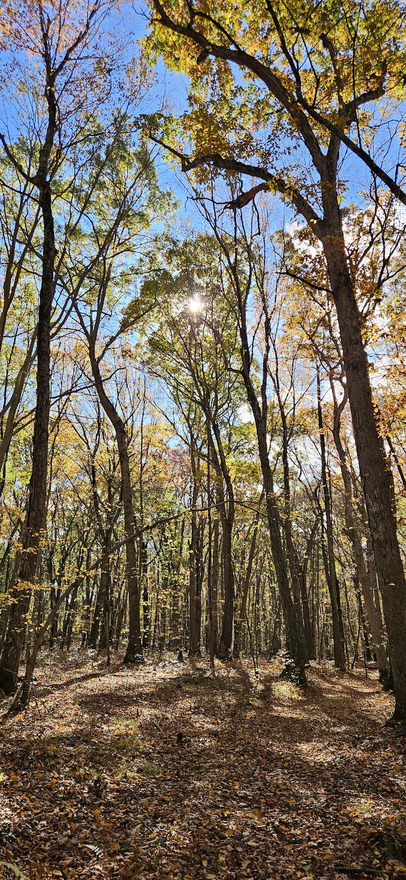 Roosevelt Forest photo 4