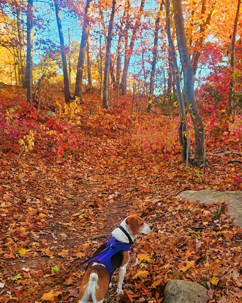 Roosevelt Forest photo 5