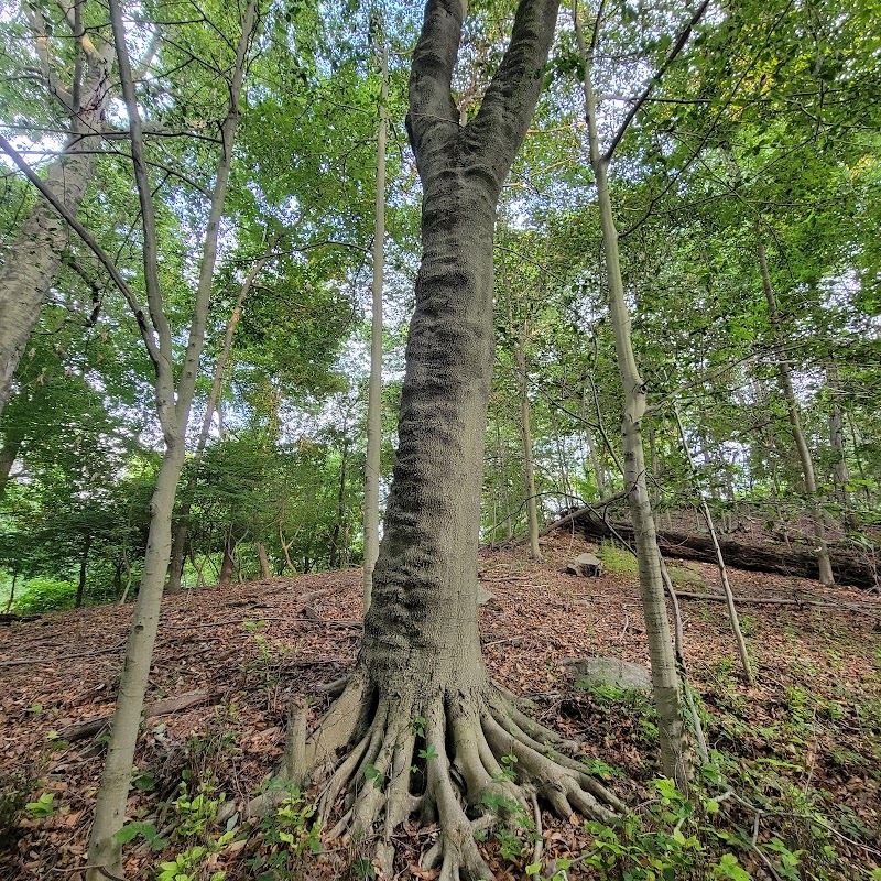Rosa Hartman Park photo 4