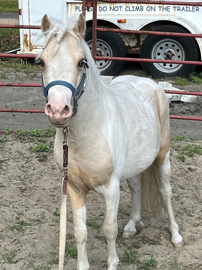 Runabout Farm Pony Rides photo 2