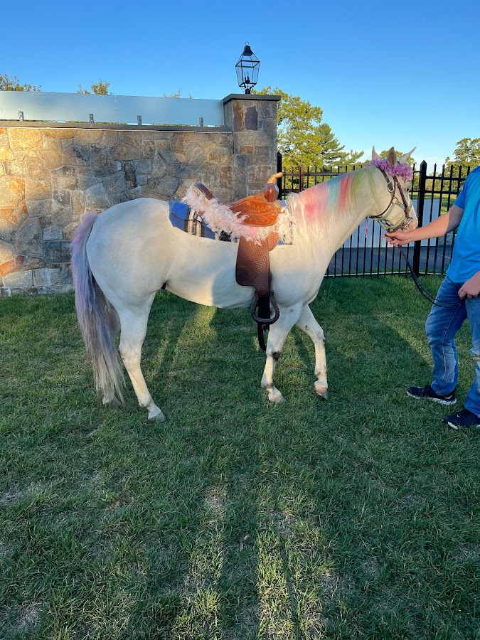 Runabout Farm Pony Rides photo 3