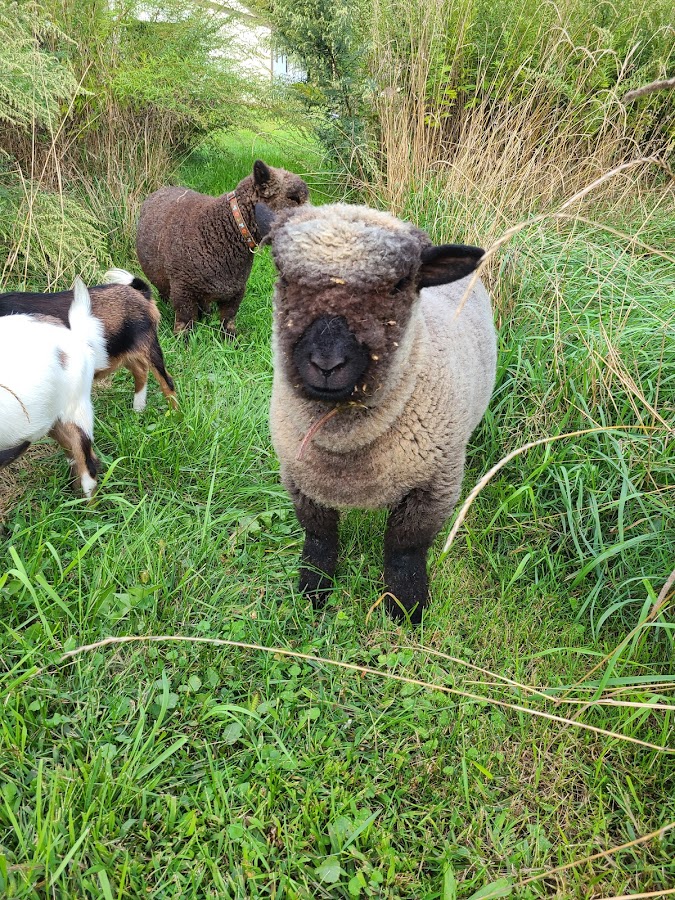 Runabout Farm Pony Rides photo 4