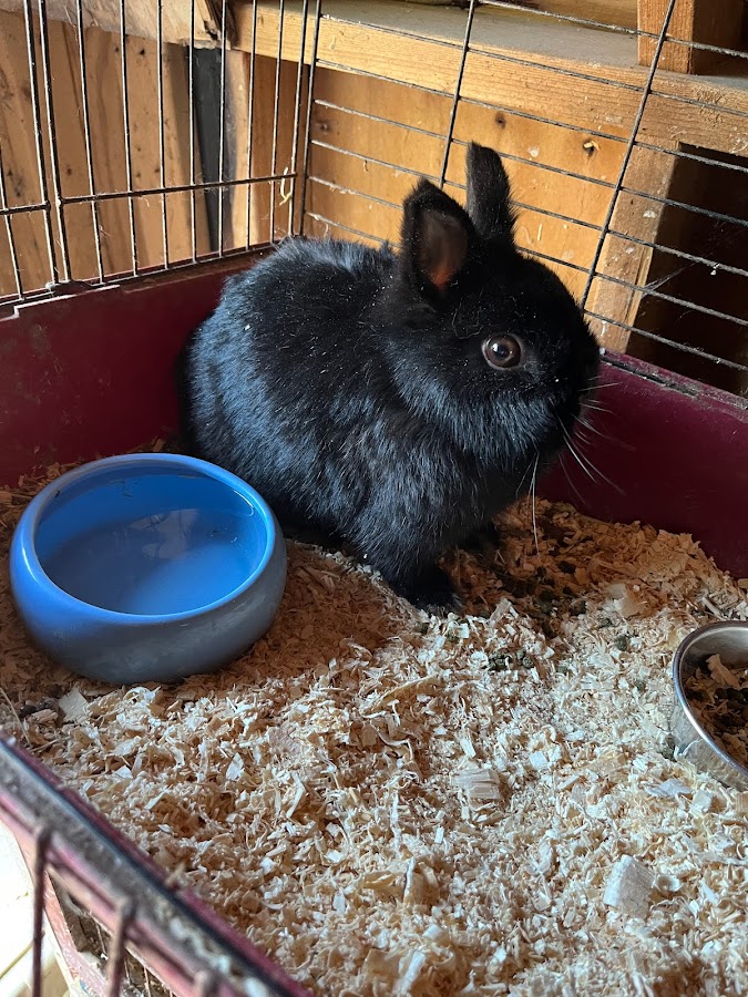 Runabout Farm Pony Rides photo 5