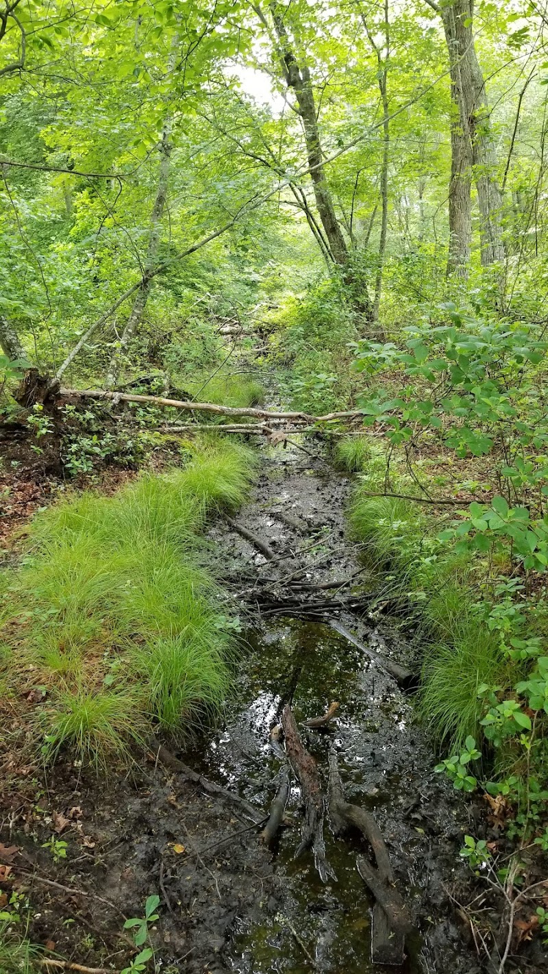 Sagg Swamp Preserve photo 2