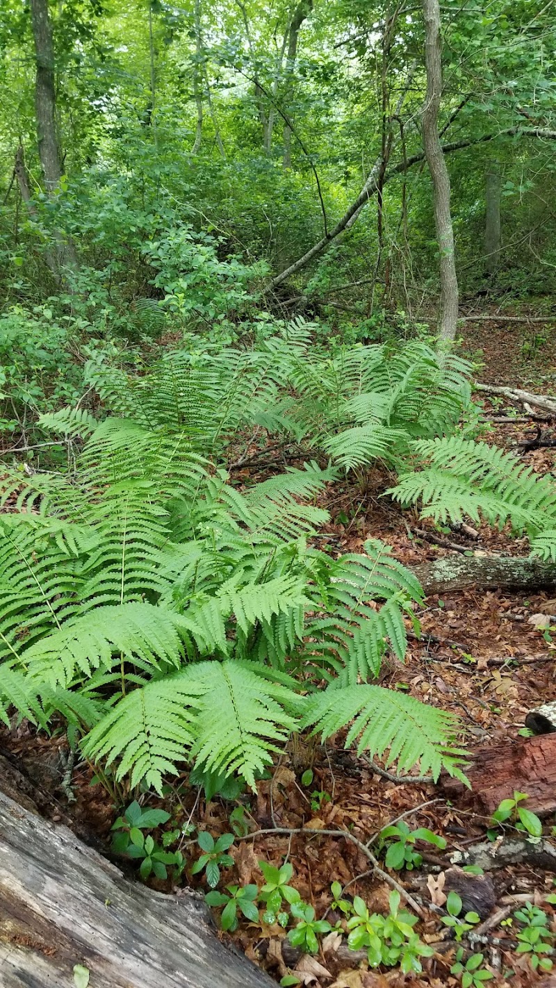 Sagg Swamp Preserve photo 4