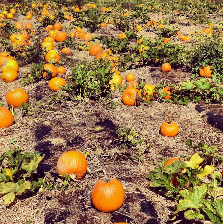 Scott's Yankee Farmer photo 1