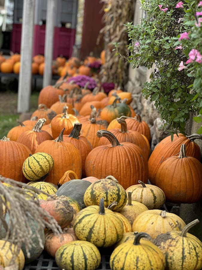 Scott's Yankee Farmer photo 2