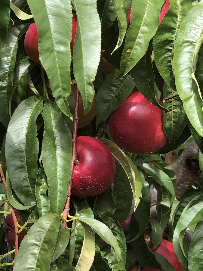 Scott's Yankee Farmer photo 4