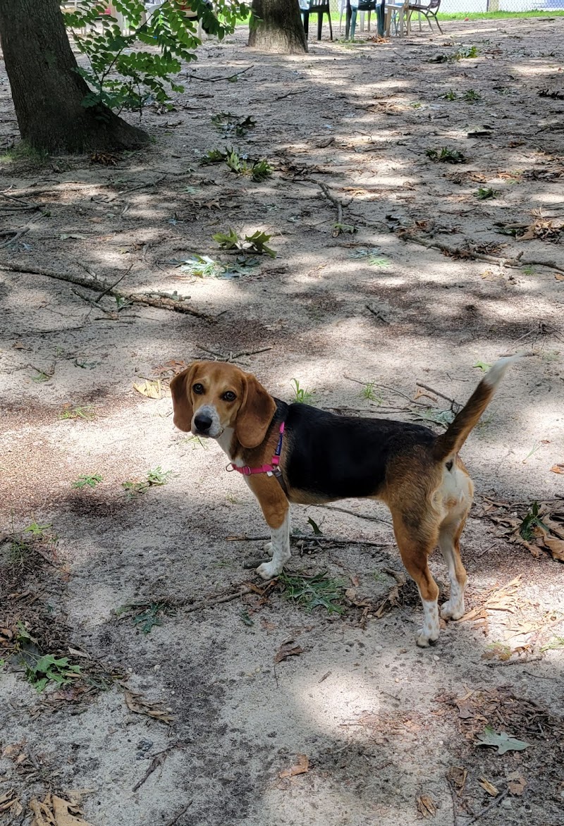 Selden Dog Park photo 4