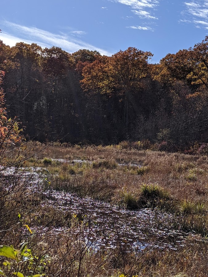 Sessions Woods Wildlife Management photo 2