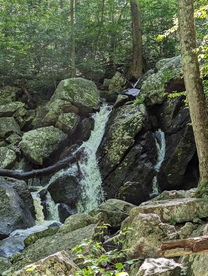 Sessions Woods Wildlife Management photo 3