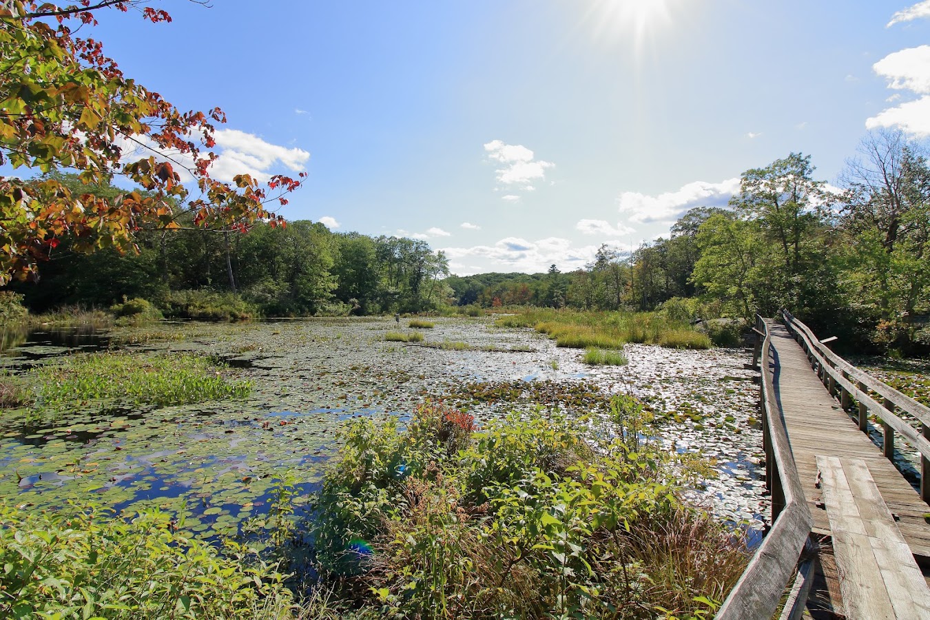 Sessions Woods Wildlife Management photo 5