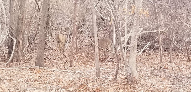 Setauket Greenway Trail photo 1