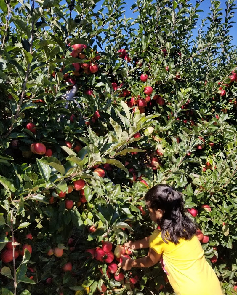 Seven Ponds Orchard photo 3