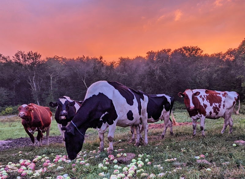 Shaggy Coos Farm & Creamery photo 3