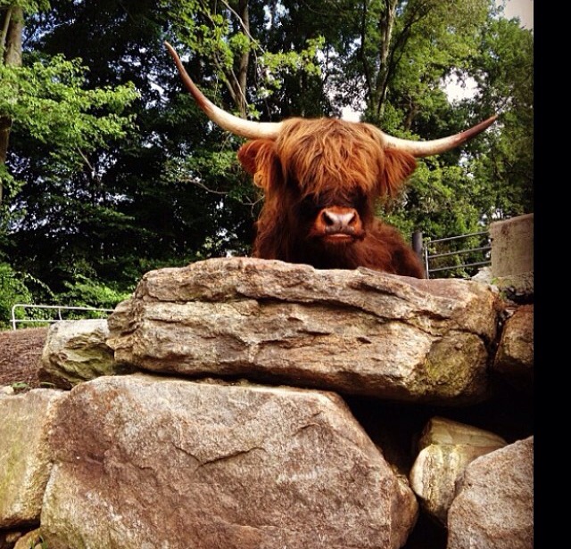 Shaggy Coos Farm & Creamery photo 4
