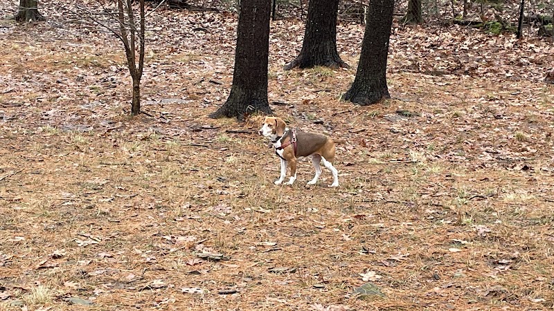 Shelton Dog Park photo 3