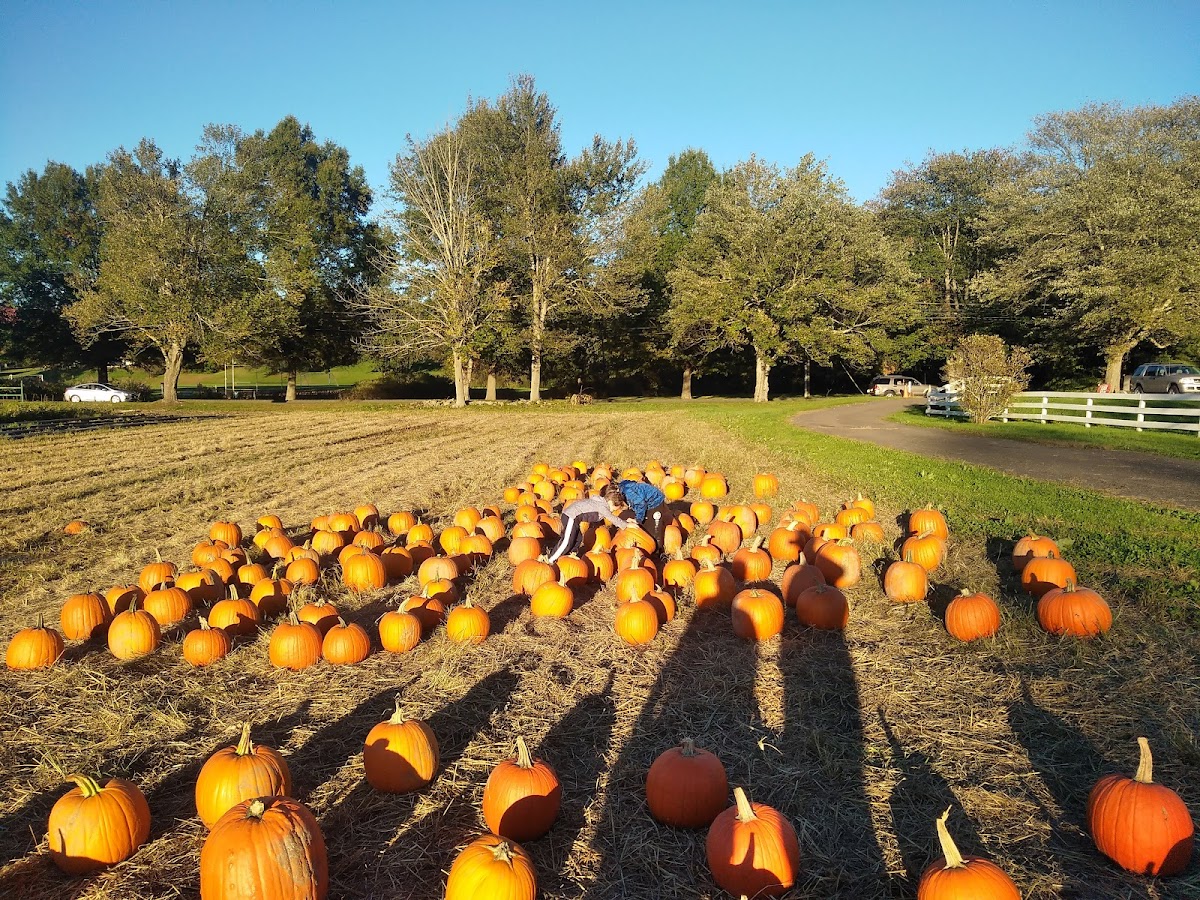 Sherwood Farm photo 1