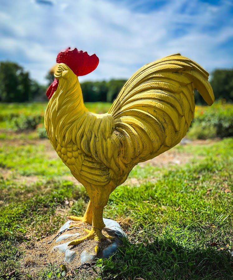 Sherwood Farm photo 3