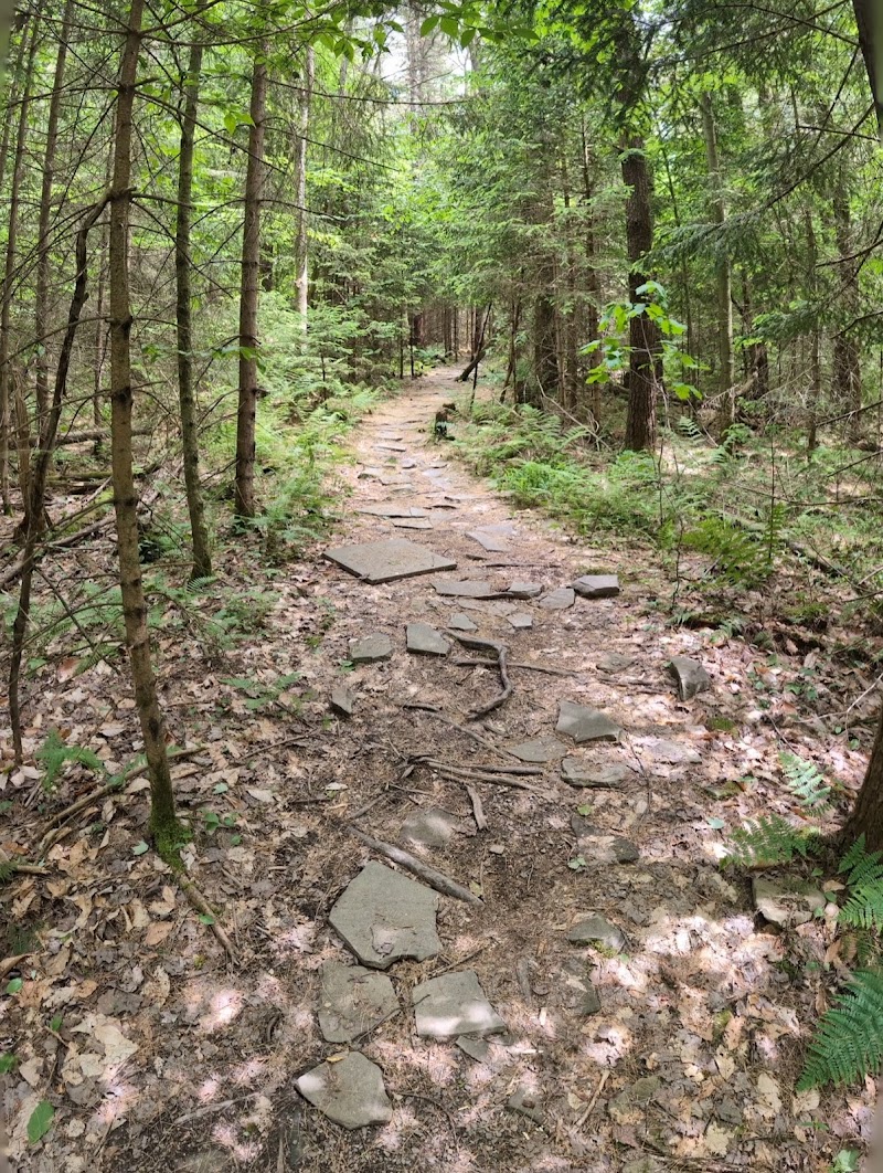 Shindagin Hollow State Forest photo 3