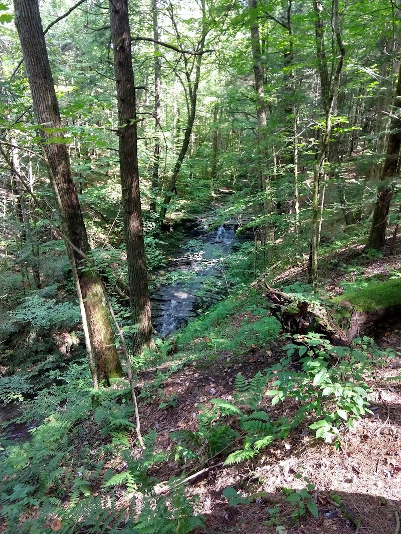 Shindagin Hollow State Forest photo 4