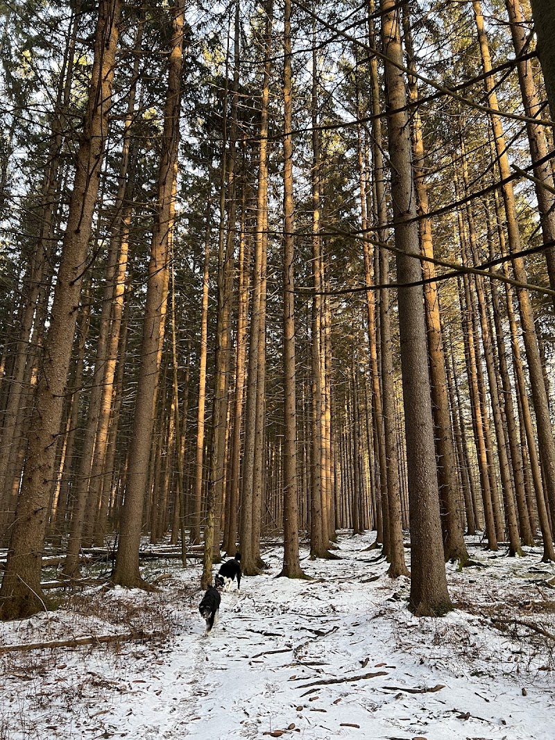 Shindagin Hollow State Forest photo 5
