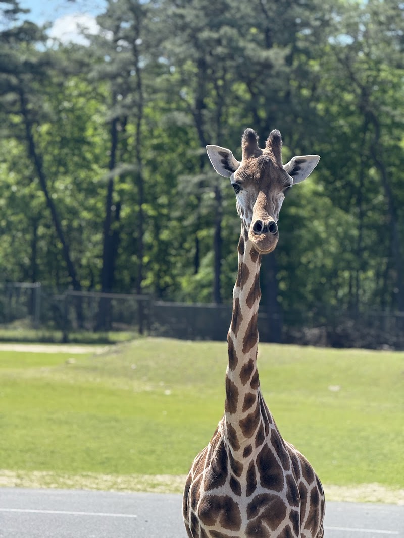 Six Flags Wild Safari photo 1