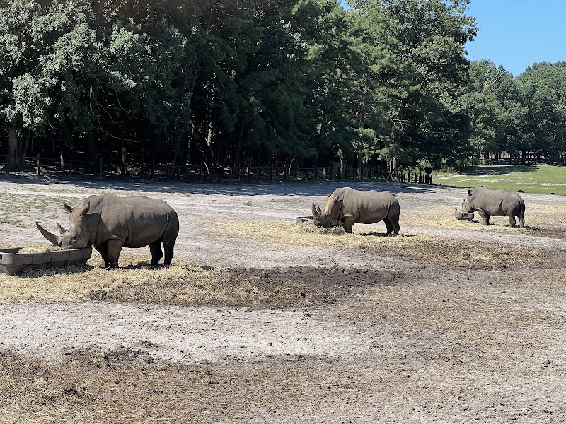 Six Flags Wild Safari photo 2