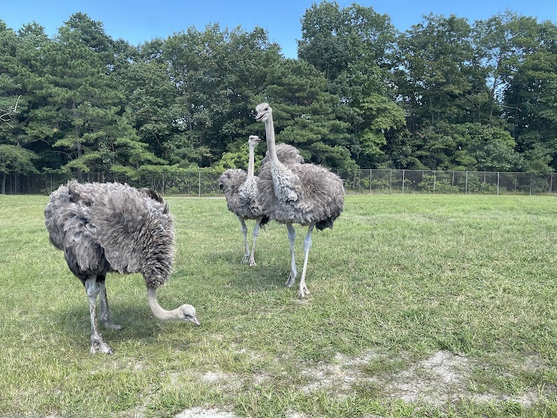 Six Flags Wild Safari photo 3