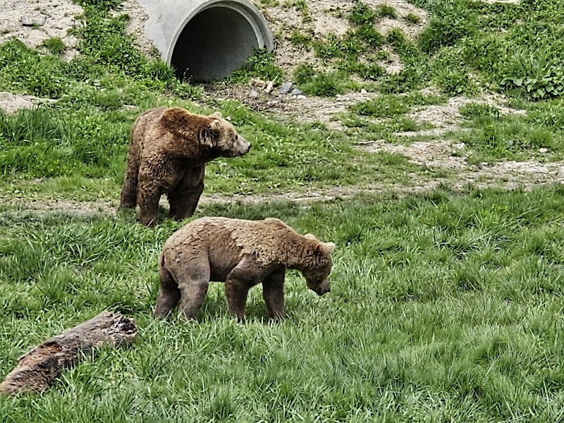 Six Flags Wild Safari photo 4