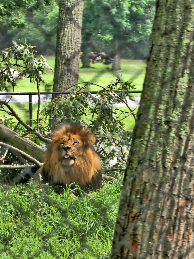 Six Flags Wild Safari photo 5