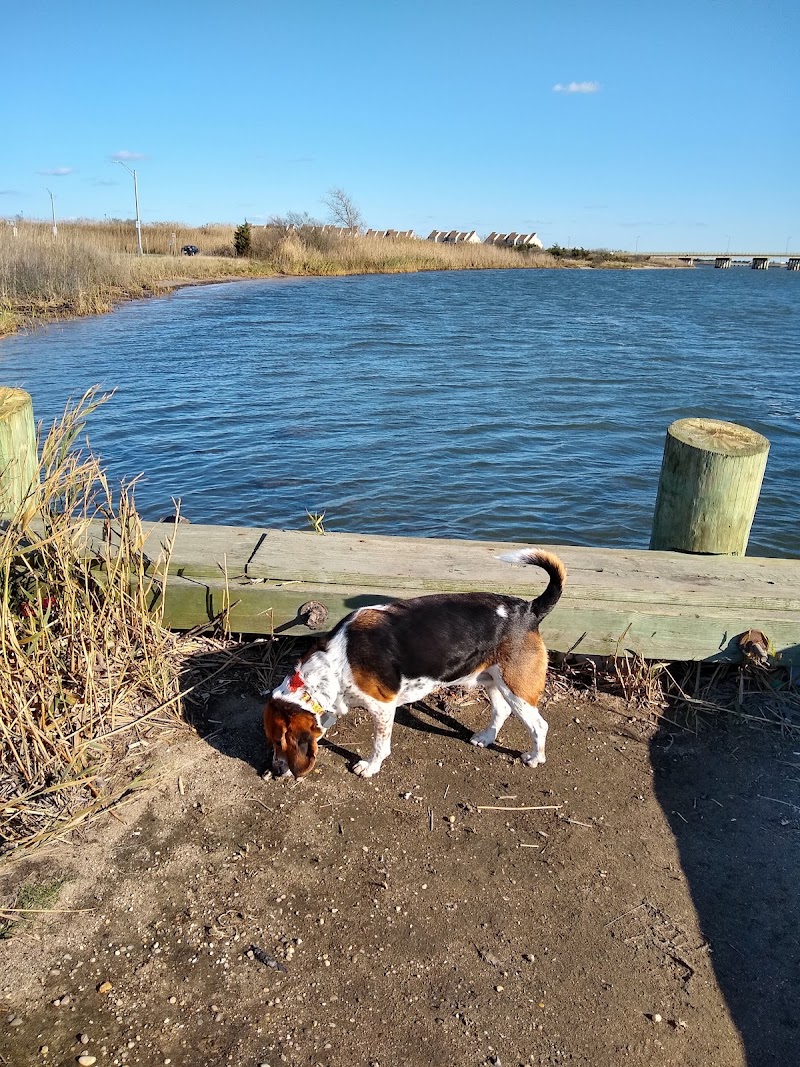 Smith Point Marina County Park photo 3