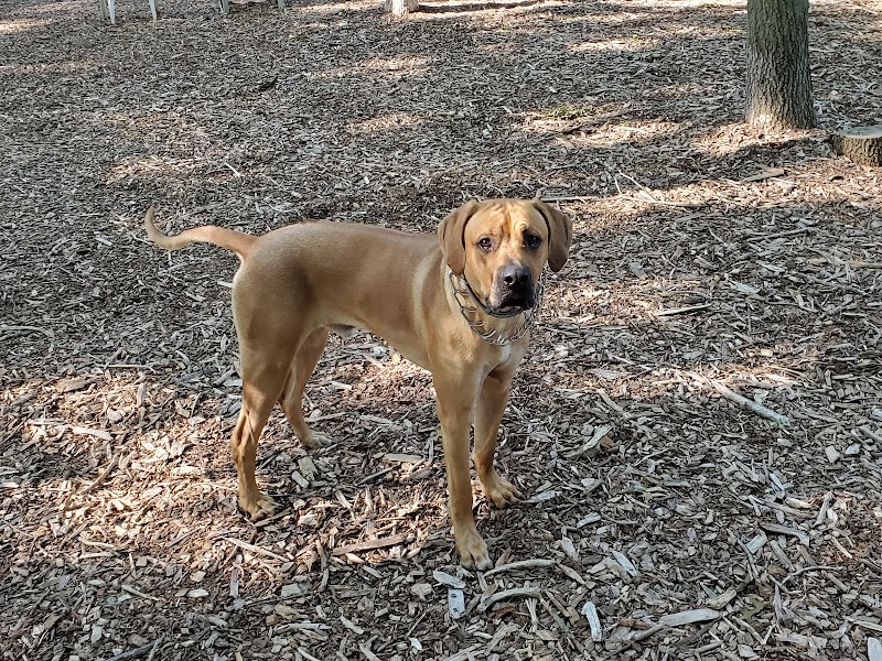 Smithtown Nesconset Dog Park photo 2