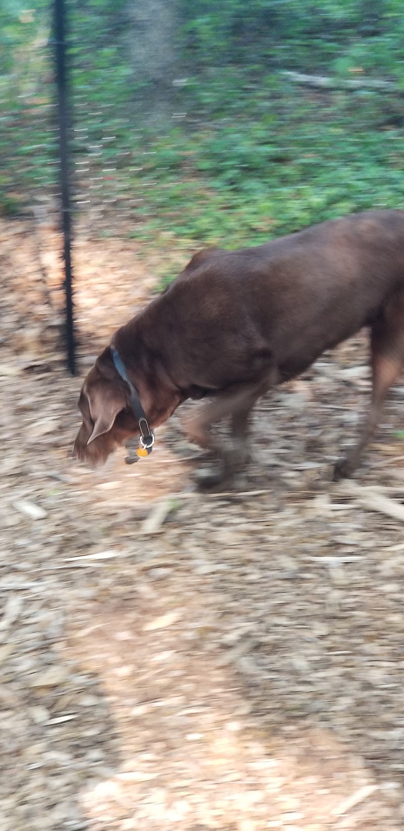 Smithtown Nesconset Dog Park photo 4