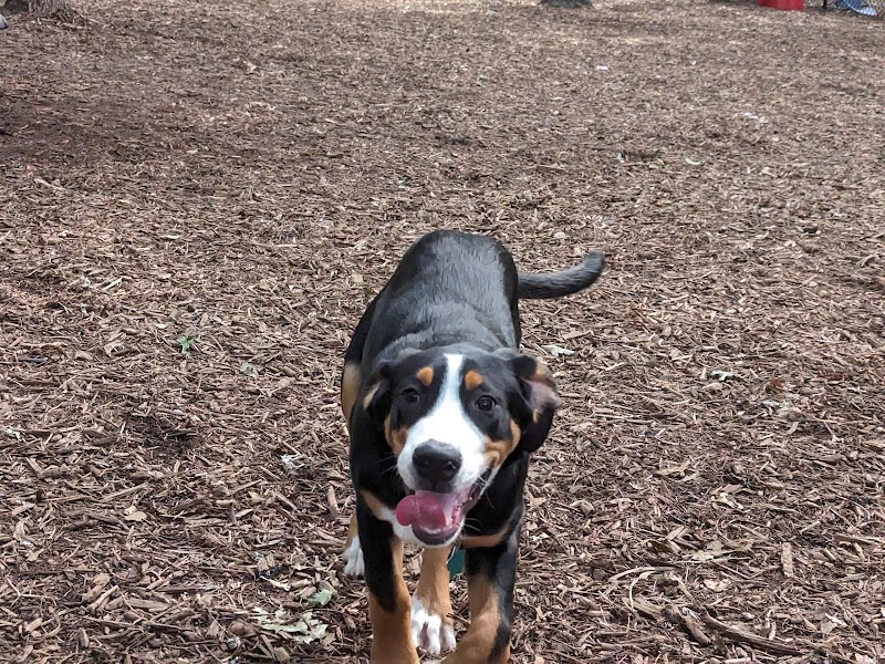 Smithtown Nesconset Dog Park photo 5