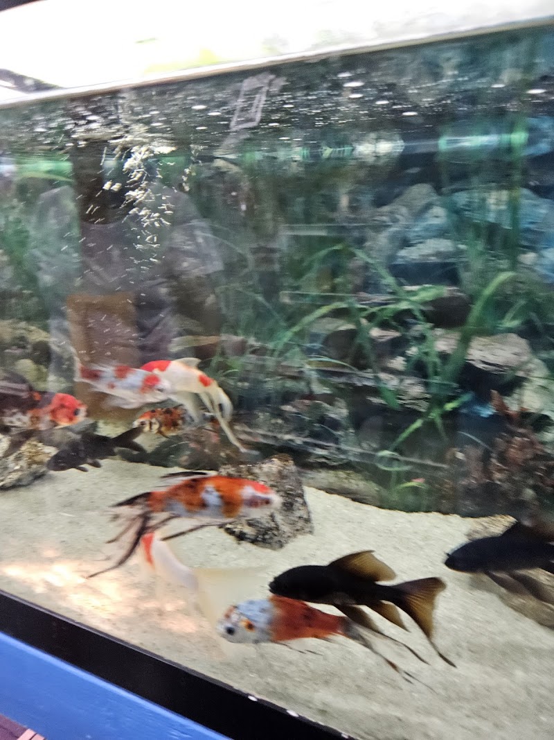 South Shore Tropicals photo 3