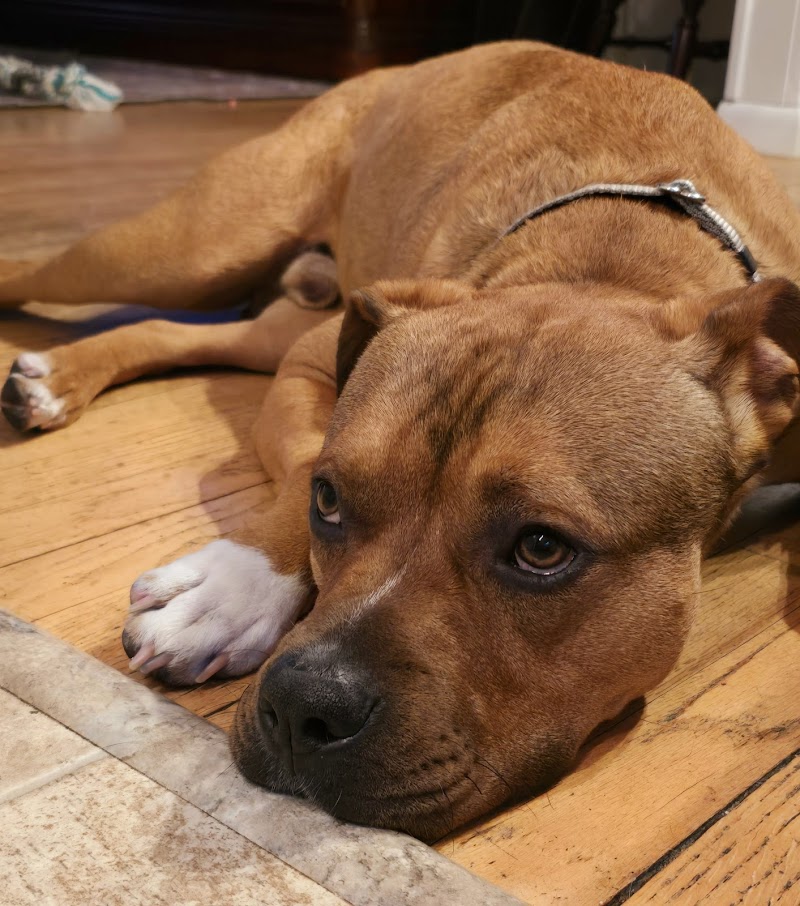 Southold Animal Shelter photo 2