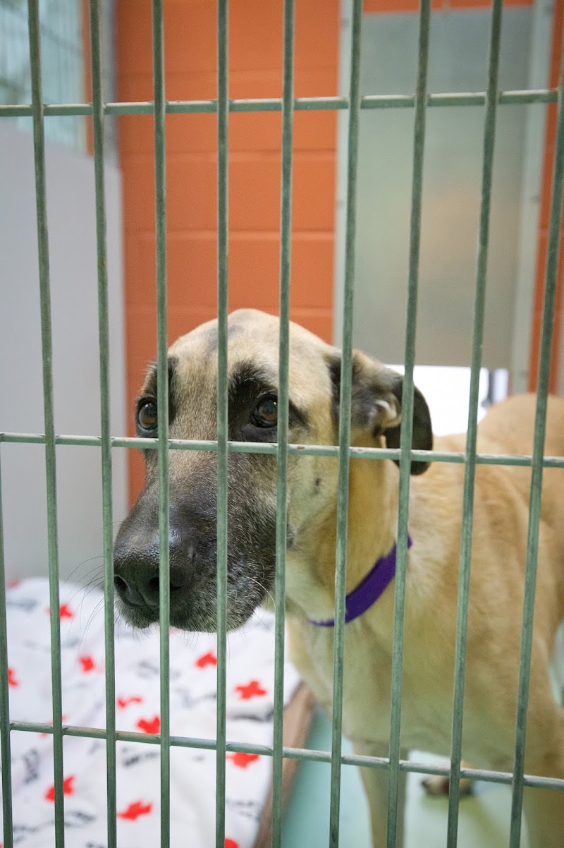 Southold Animal Shelter photo 3
