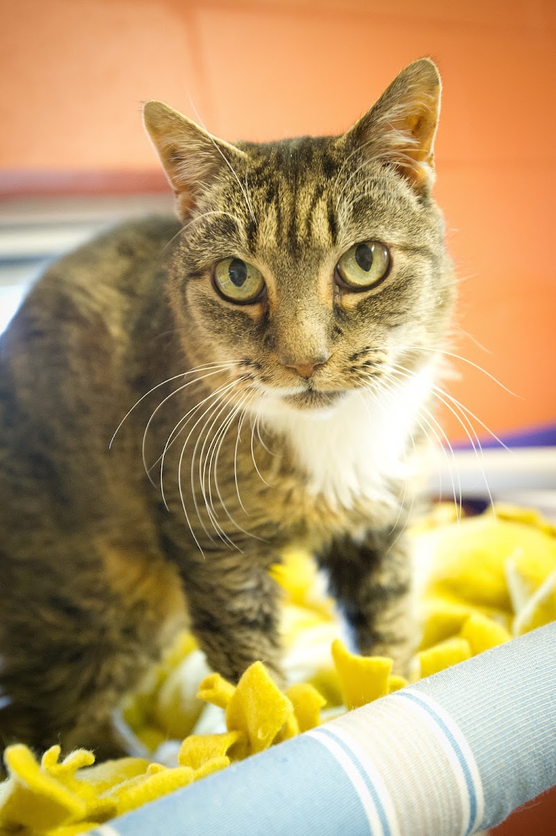 Southold Animal Shelter photo 5