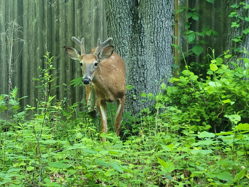 Southport Park photo 3