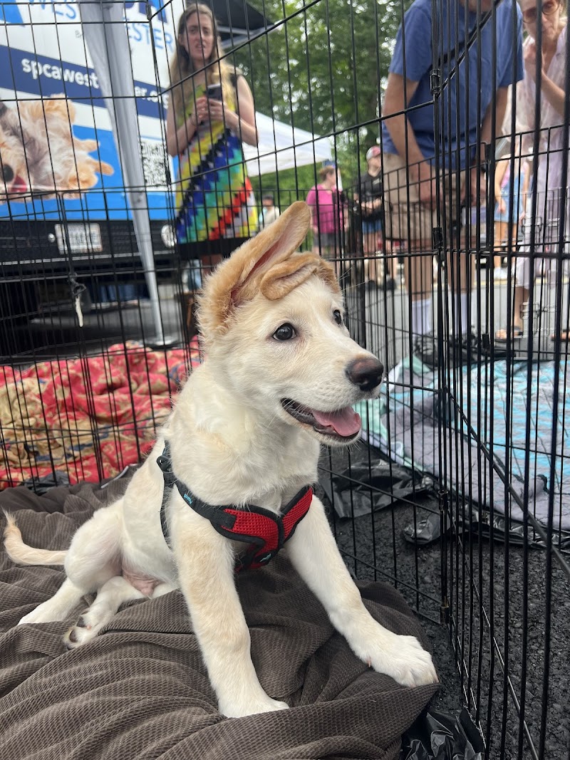 SPCA of Westchester Inc. photo 3