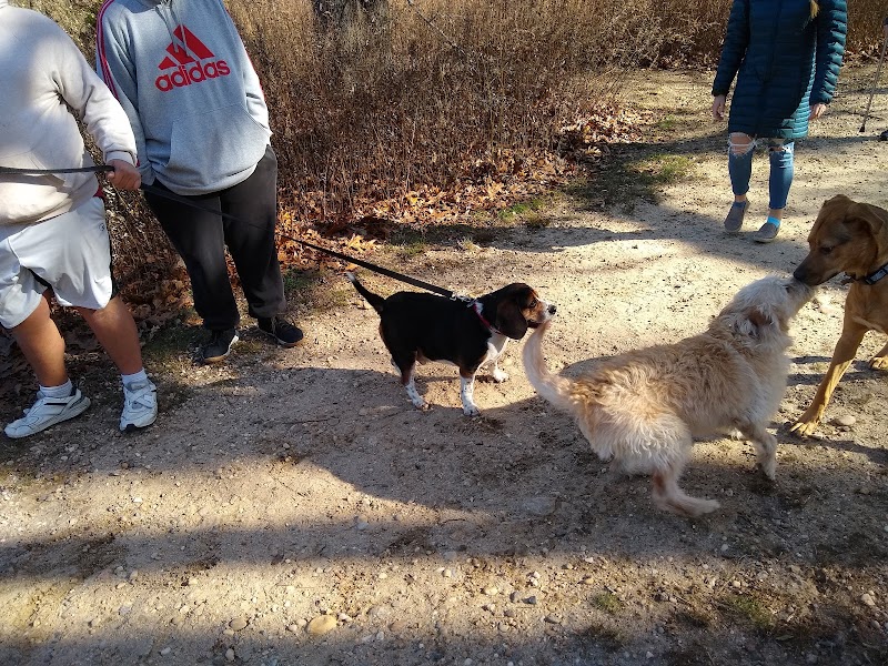 Springs Park Dog Park photo 2