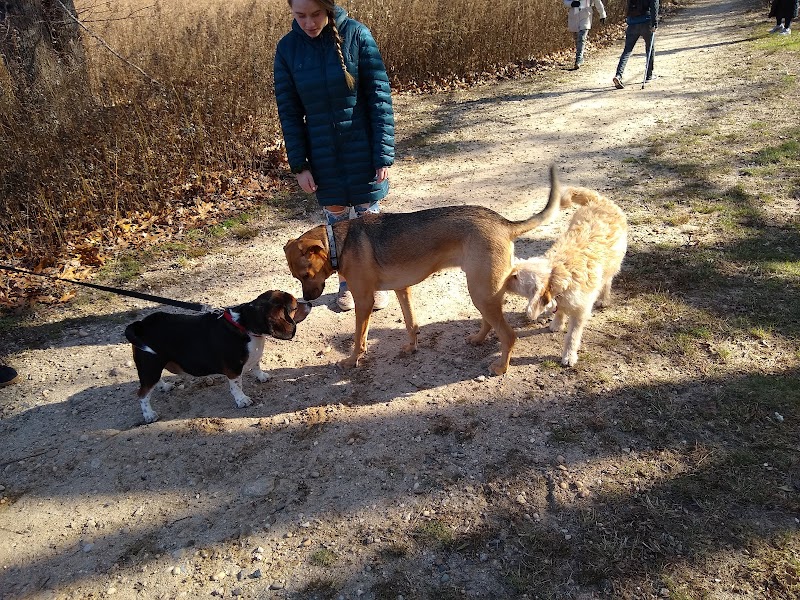 Springs Park Dog Park photo 5