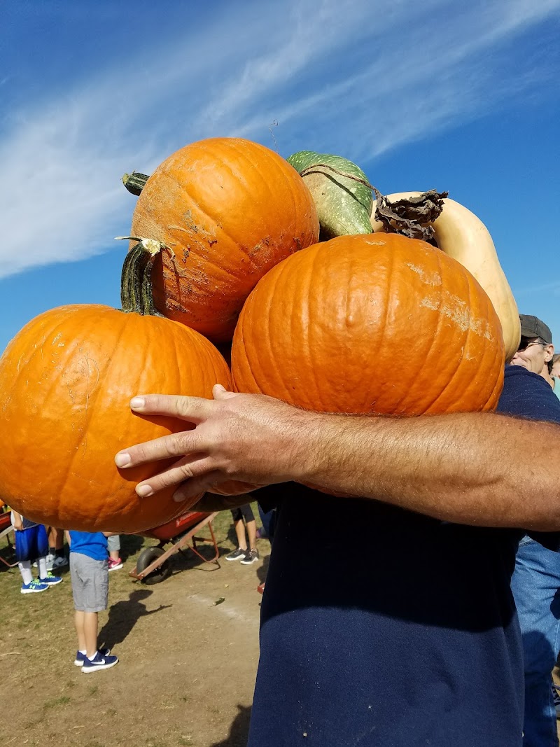 Stakey's Pumpkin Farm photo 3