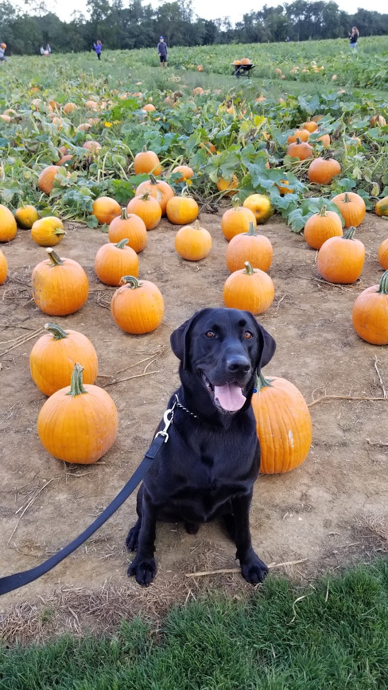 Stakey's Pumpkin Farm photo 4