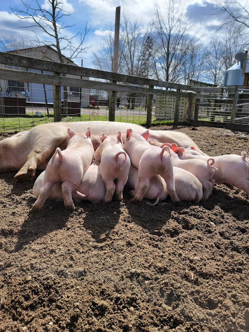 Suffolk County Farm and Education Center photo 4