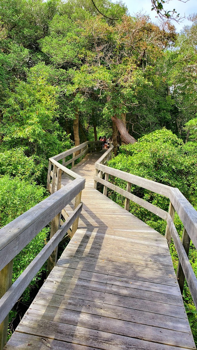 Sunken Forest