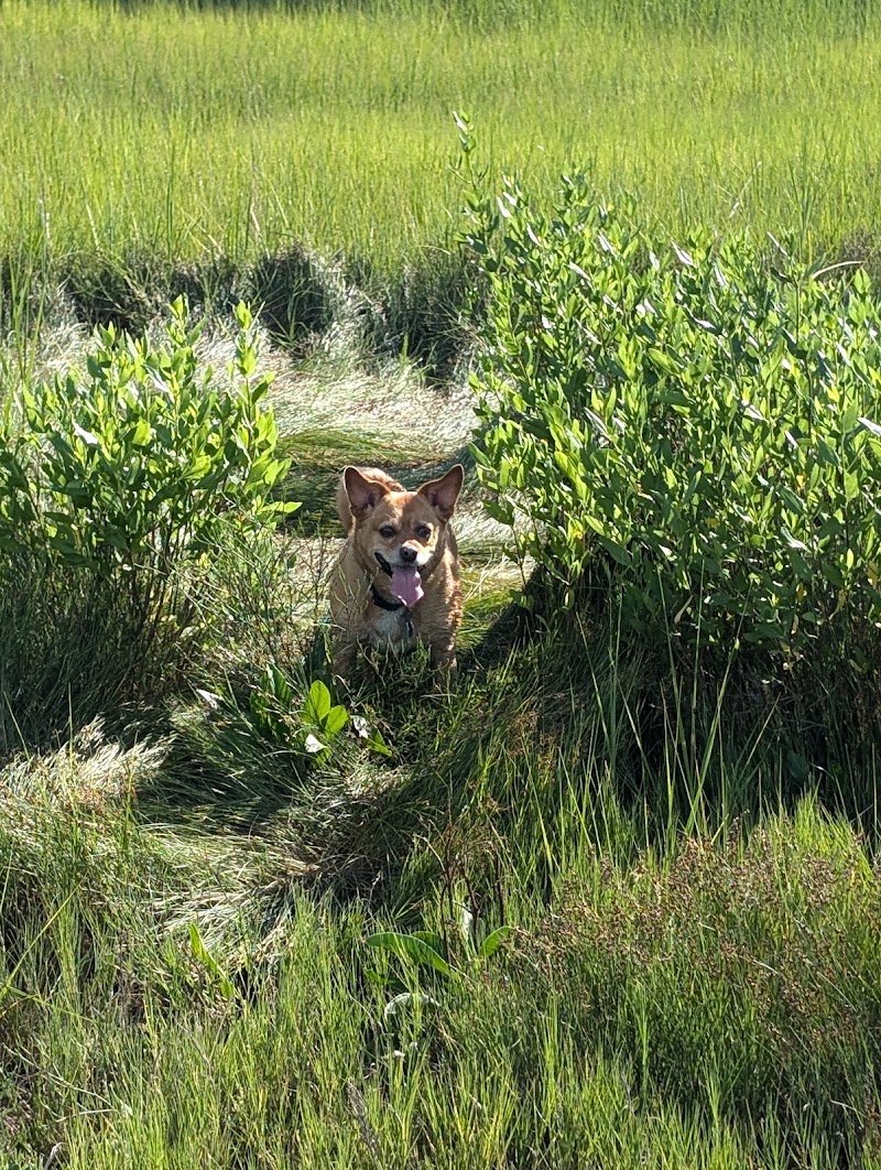 Taylor Farm Dog Park photo 4